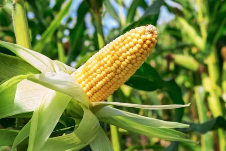 Maize